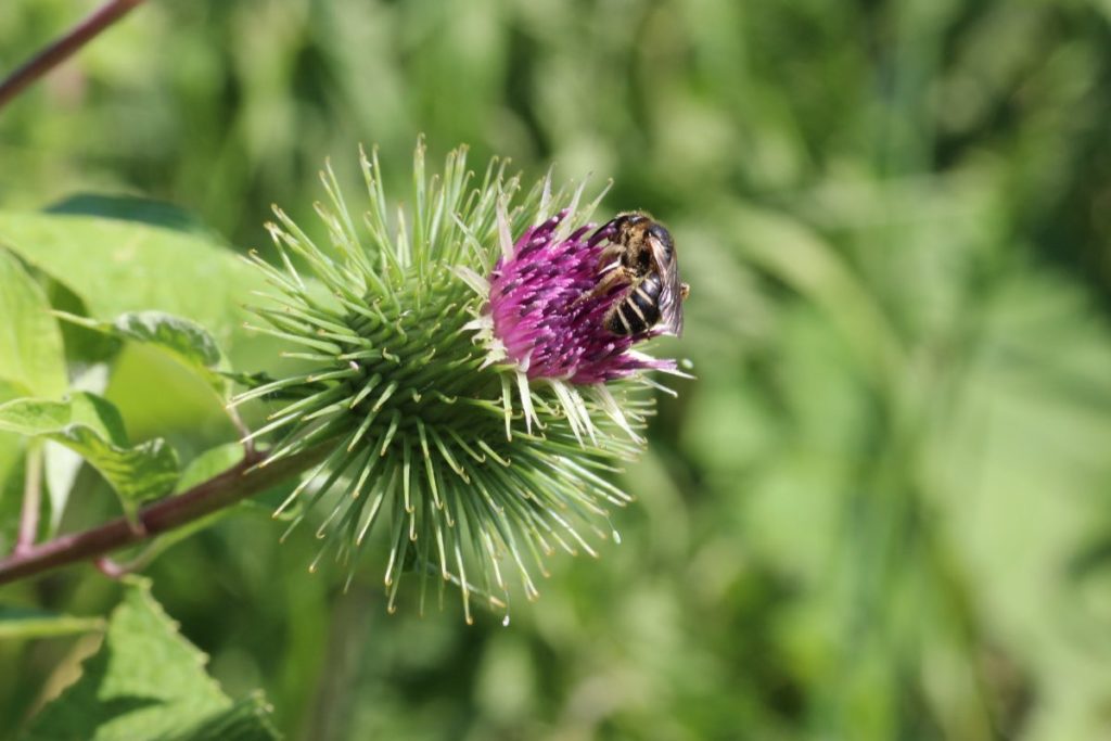 observatoire de la nature