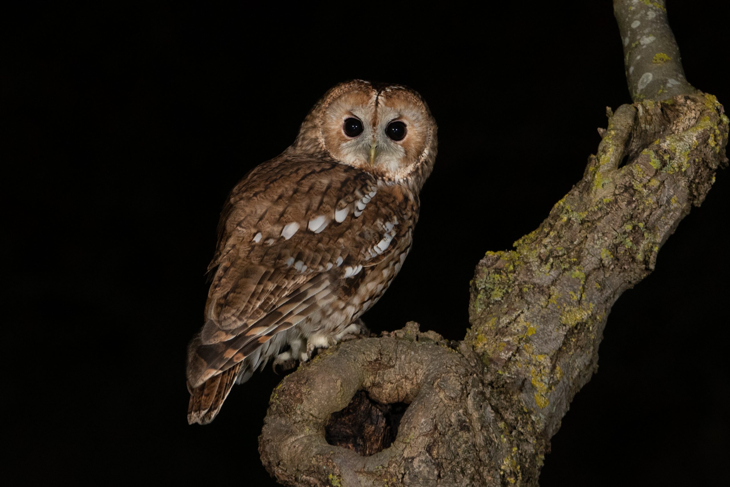 Nuit de la chouette - Observatoire de la nature